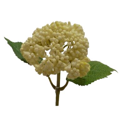 Berry Spray Cream