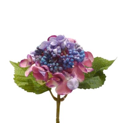 Hydrangea/Berry Lavender