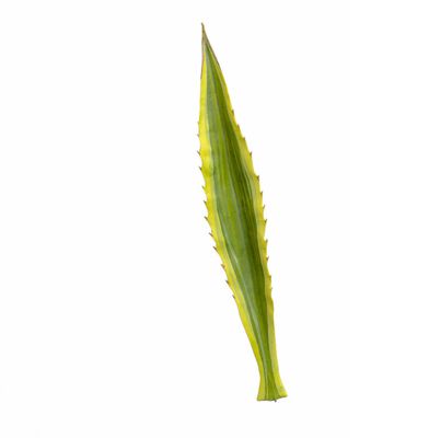 60cm Agave Leaf Variegated