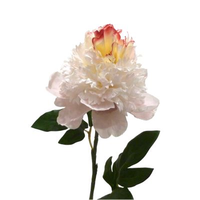 Hybrid Peony Baby Pink