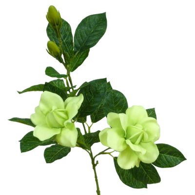 Gardenia Spray Lime