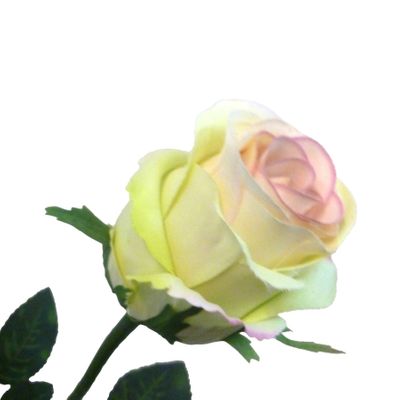 58cm Rose Bud Lt Green