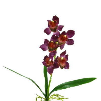 Cymbidium x5 W/Leaves Purple