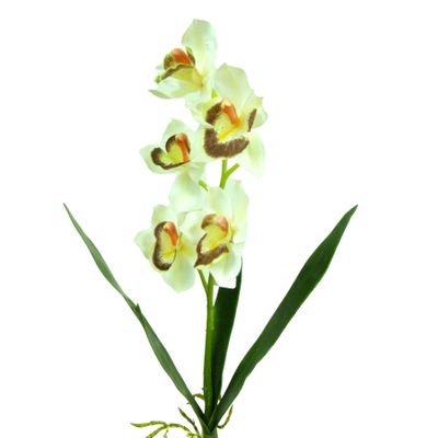 Cymbidium x5 W/Leaves Cream