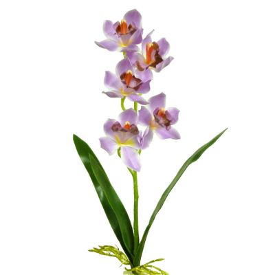 Cymbidium x5 W/Leaves Pink