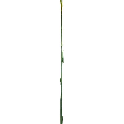 Bamboo Shoot Green