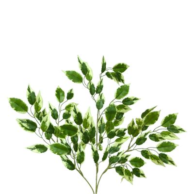 Hawaiian Ficus Spray x3 Variegated