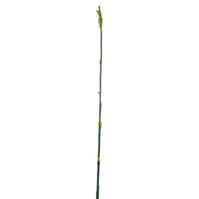 Bamboo Shoot Cream