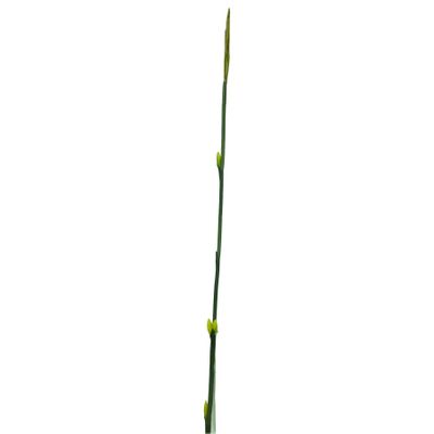 Bamboo Shoot Yellow