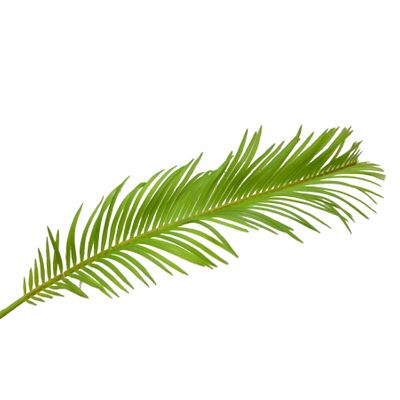 68cm Phoenix Palm
