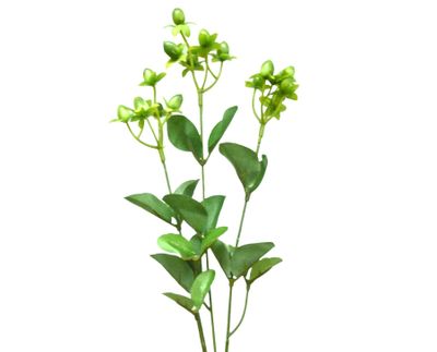 62cm Hypericum Spray Green