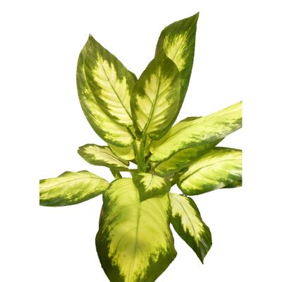 52cm Dieffenbachia Green/Yellow