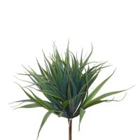 Vanilla Grass Bush