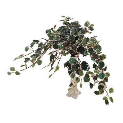 Saxifrage Bush x 248