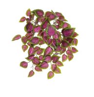 54cm Coleus Bush Pink/Green UV