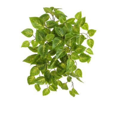 54cm Coleus Bush Green UV