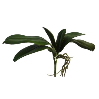 27cm Orchid Leaves x6