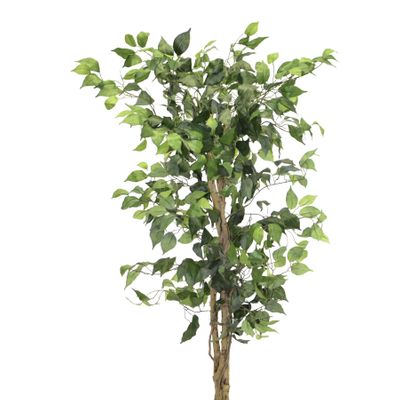 Ficus New 6