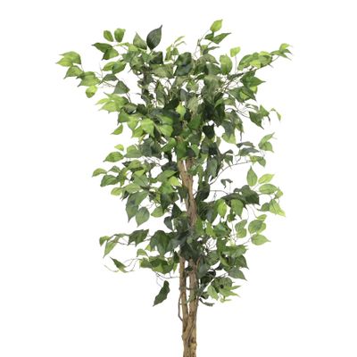 Ficus New 7