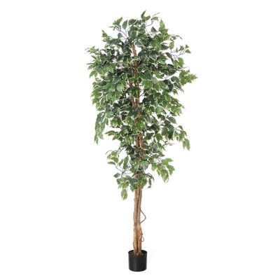 Ficus New 7