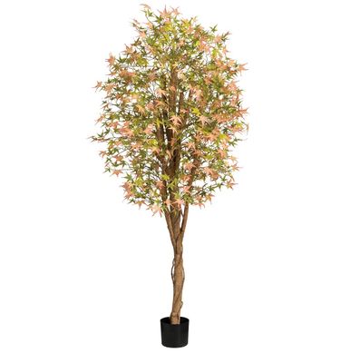 6ft California Maple Tree