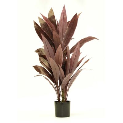 27cm Cordyline Tree