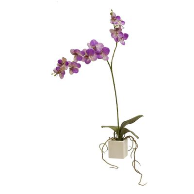 29" Potted Phalaenopsis