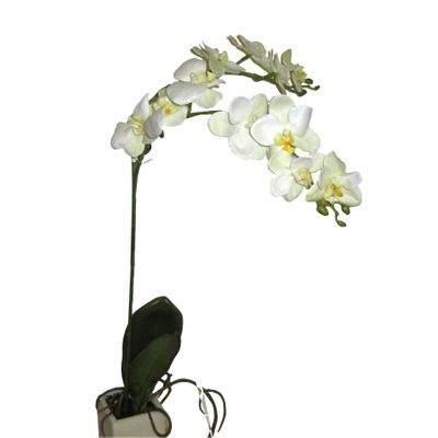 29" Potted Phalaenopsis