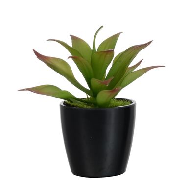 14cm Succulent Black Pot