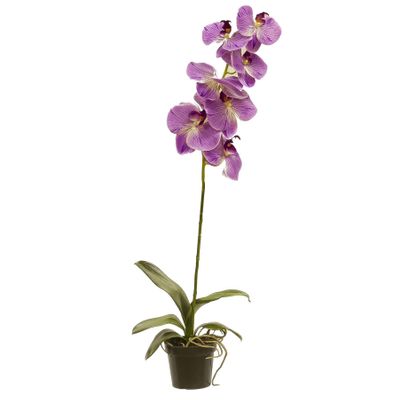 32" Potted Phalaenopsis