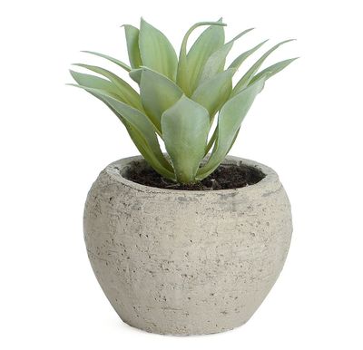 13cm Succulent in Pot