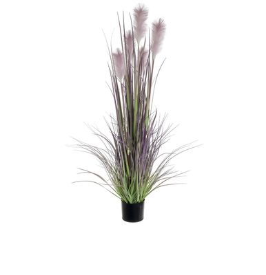 152cm Reed Grass w/Pot Mauve