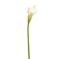 Calla Lily Cream Sml Head 66Cm