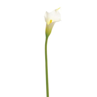 Calla Lily Cream Sml Head 66Cm