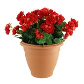 Begonia Tub - Red