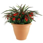 Spider Rose Tub 