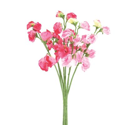 Sweetpea Bunch Pink