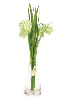 Fritillaria Bundle Cream 20Cm
