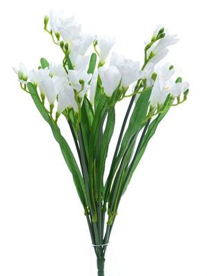 Freesia Bush X12 Cream
