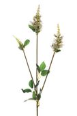 Physostegia Spray Cream 63Cm