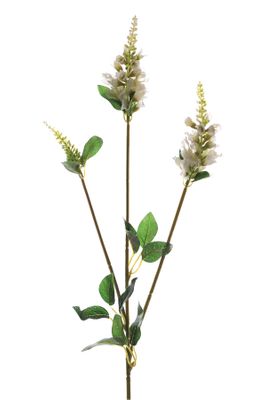 Physostegia Spray Cream 63Cm