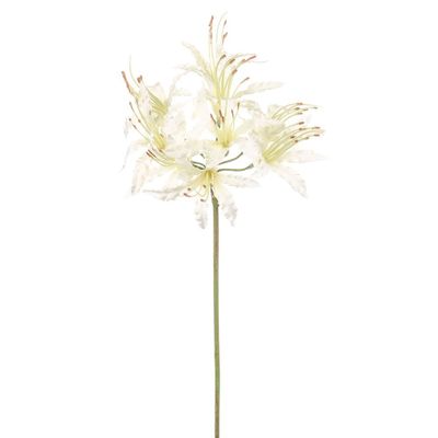 Dawn Nerine Ivory 70Cm