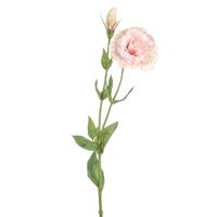 Dawn Lisianthus Pink 62Cm