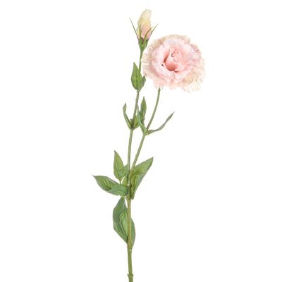 Dawn Lisianthus Pink 62Cm