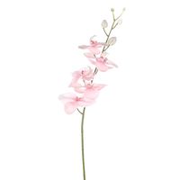 Dawn Orchid Pink 92Cm