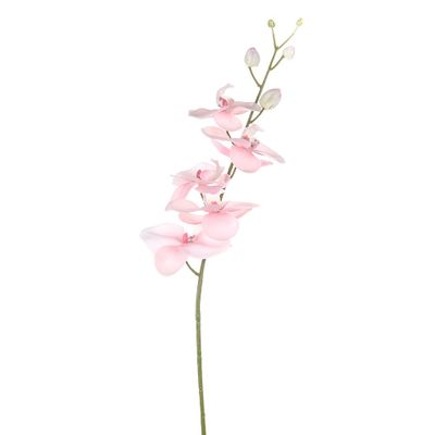 Dawn Orchid Pink 92Cm