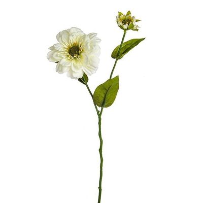 Dolly Zinnia Spray Cream 42Cm
