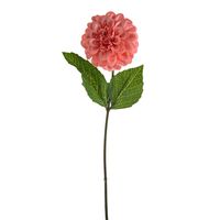 Olivia Zinnia Stem Coral 46Cm