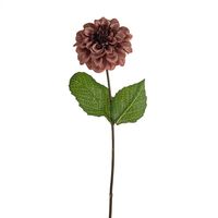 Amelia Zinnia Stem Russet 46Cm