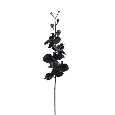 Black Orchid